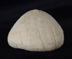 Echinocorys sulcata (GOLDFUSS 1826) - Bild &copy; FossNet FossilienStore
